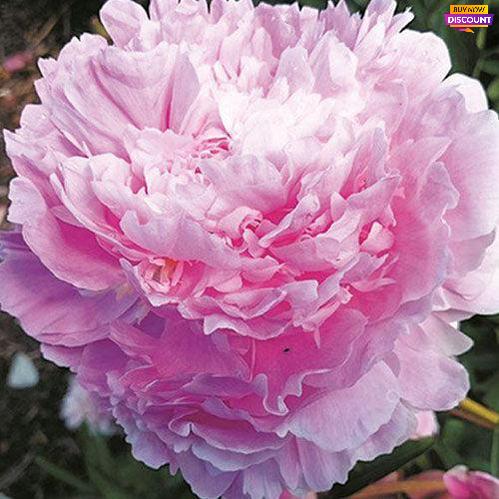 Peony Raoul Dessert - Peony Plants from Holland - Peonita