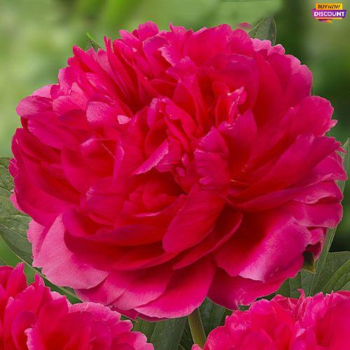 Peony Raspberry Charm - Peony Plants from Holland - Peonita