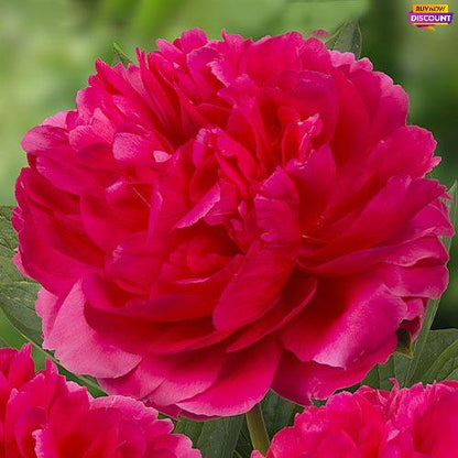 Peony Raspberry Charm - Peony Plants from Holland - Peonita