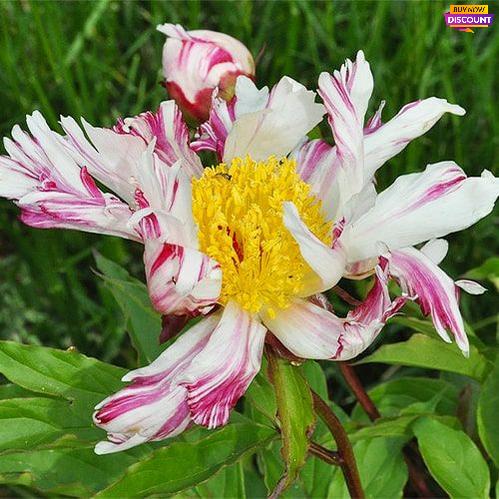 Peony Raspberry Splash - Peony Plants from Holland - Peonita