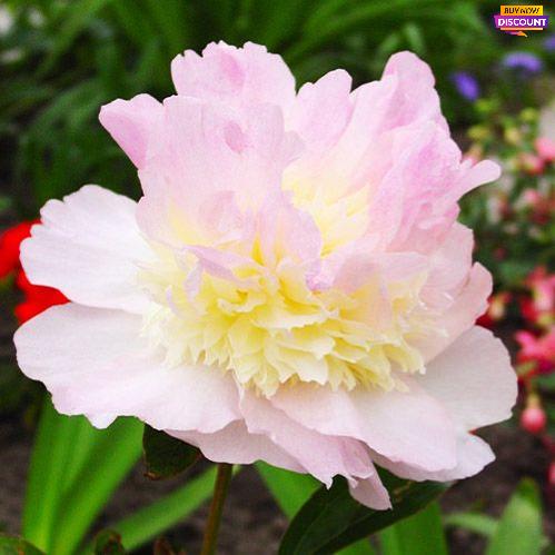 Peony Raspberry Sundae - Peony Plants from Holland - Peonita