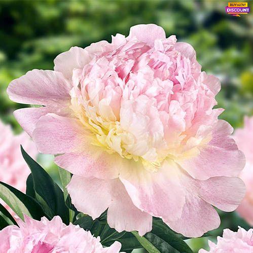 Peony Raspberry Sundae - Peony Plants from Holland - Peonita