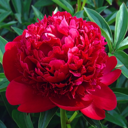 Peony Red Champion (Herbaceous) - Peony Plants from Holland - Peonita