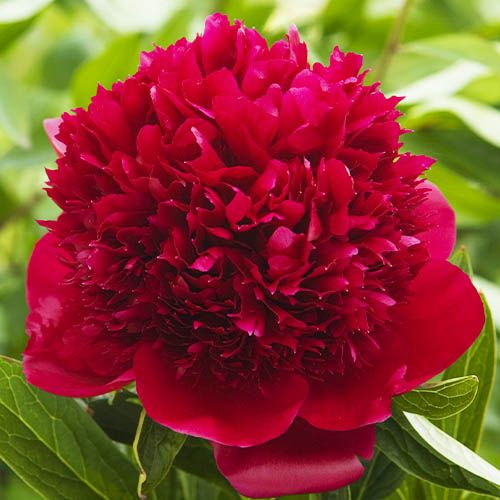 Peony Red Charm (Bomb) - Peonita