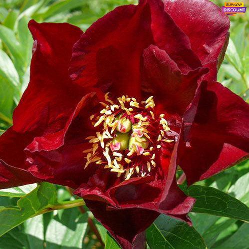Peony Red Double Seedling (ITOH) - Peony Plants from Holland - Peonita