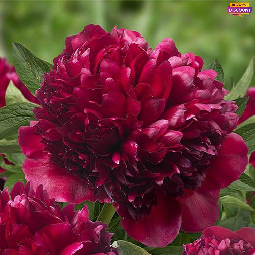 Peony Red Grace (Full double) - Peony Plants from Holland - Peonita