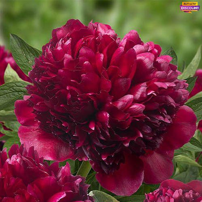 Peony Red Grace (Full double) - Peony Plants from Holland - Peonita