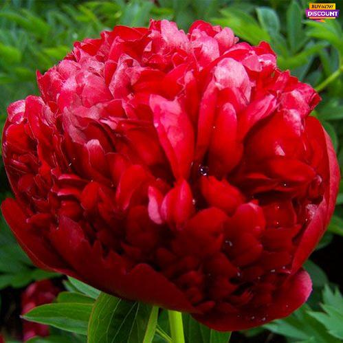 Peony Red Grace (Full double) - Peony Plants from Holland - Peonita