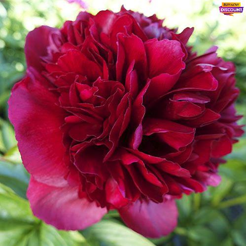 Peony Red Grace (Full double) - Peony Plants from Holland - Peonita