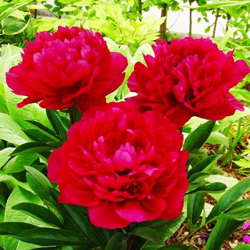 Peony Red Magic - Peonita