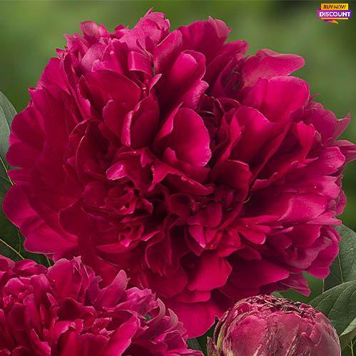 Peony Red Magic - Peony Plants from Holland - Peonita