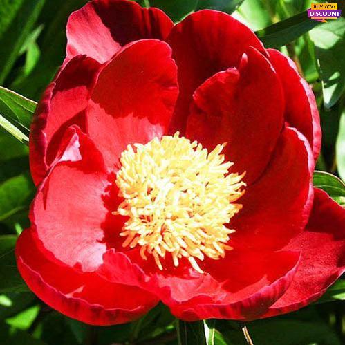 Peony Red Queen - Peony Plants from Holland - Peonita