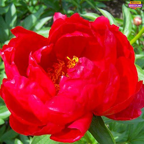 Peony Red Red Rose - Peony Plants from Holland - Peonita