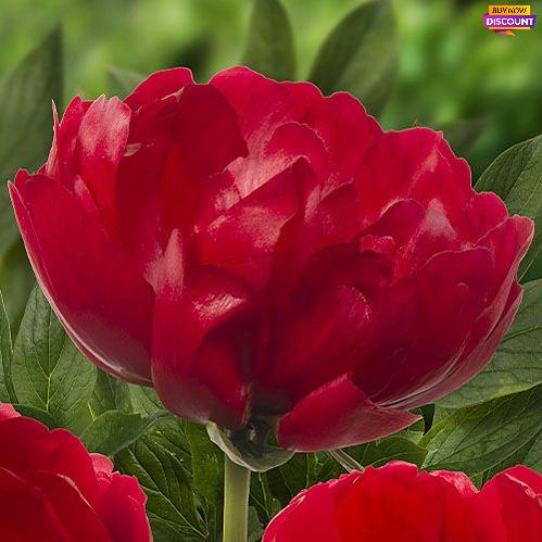 Peony Red Red Rose - Peony Plants from Holland - Peonita