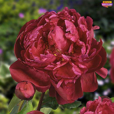 Peony Red Sarah Bernhardt