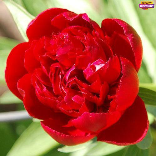 Peony Red Satin - Peony Plants from Holland - Peonita