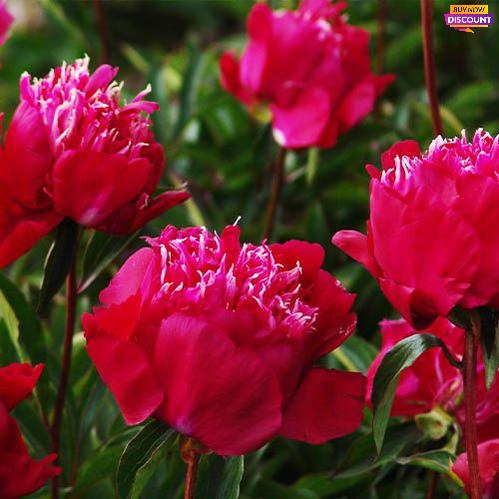 Peony Red Spider - Peony Plants from Holland - Peonita
