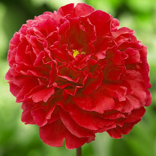 Peony Red Supreme - Peonita