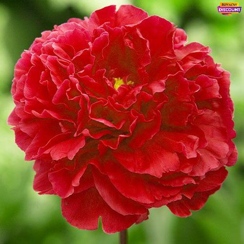 Peony Red Supreme - Peony Plants from Holland - Peonita