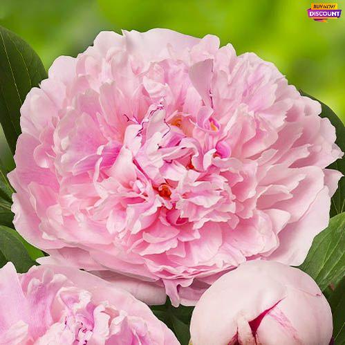 Peony Reine Hortense - Peony Plants from Holland - Peonita