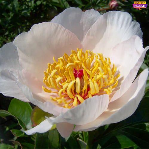 Peony Requiem - Peony Plants from Holland - Peonita
