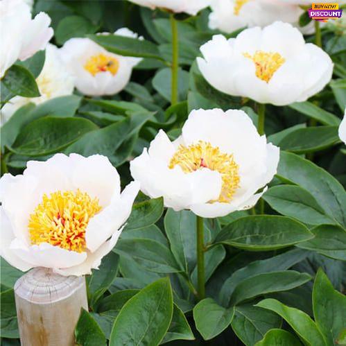 Peony Requiem - Peony Plants from Holland - Peonita