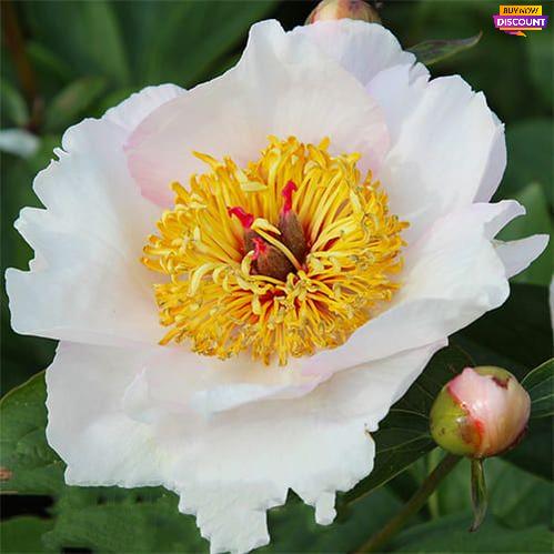 Peony Requiem - Peony Plants from Holland - Peonita