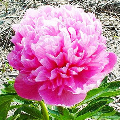 Peony Rosea Plena - Peonita