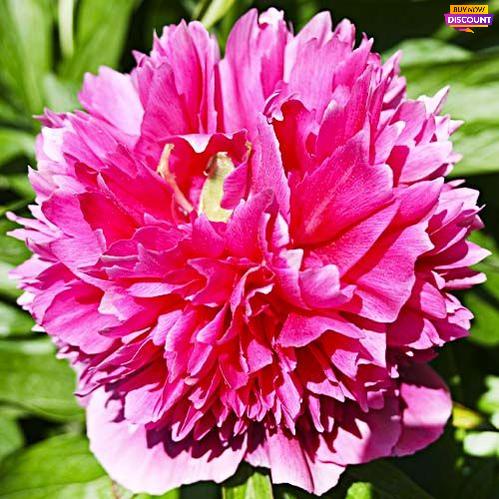 Peony Rosea Plena - Peony Plants from Holland - Peonita