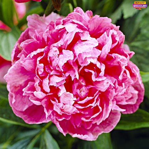 Peony Rosea Superba - Peony Plants from Holland - Peonita