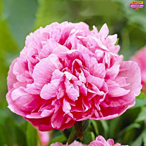 Peony Rosea Superba - Peony Plants from Holland - Peonita