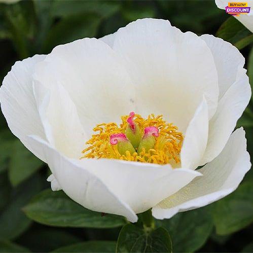 Peony Rossweisse - Peony Plants from Holland - Peonita
