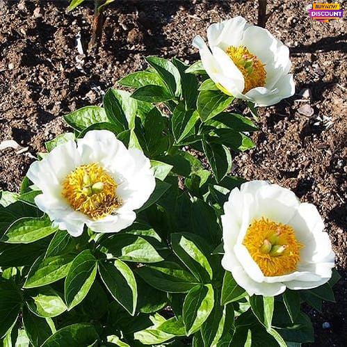 Peony Rossweisse - Peony Plants from Holland - Peonita