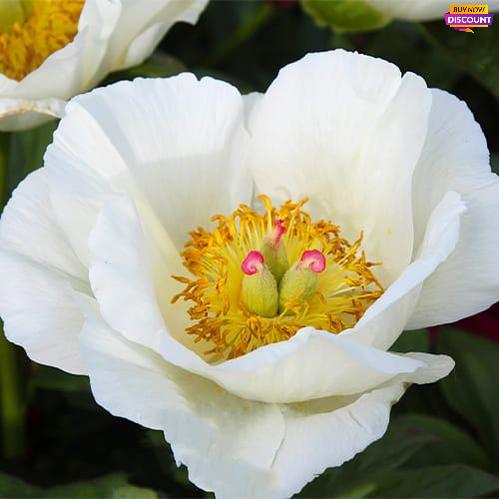 Peony Rossweisse - Peony Plants from Holland - Peonita