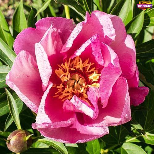 Peony Rosy Future (ITOH ) - Peony Plants from Holland - Peonita