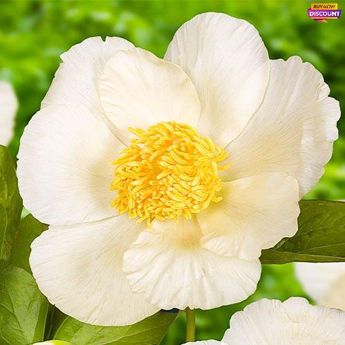 Peony Roy Pehrsons Best Yellow - Peony Plants from Holland - Peonita