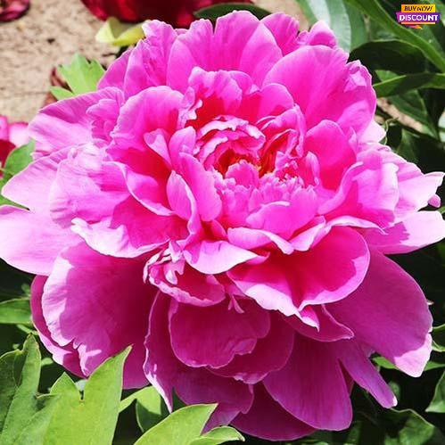 Peony Rozella - Peony Plants from Holland - Peonita
