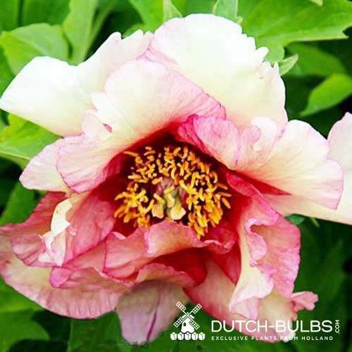 Peony Ruffled Sunset - Peonita