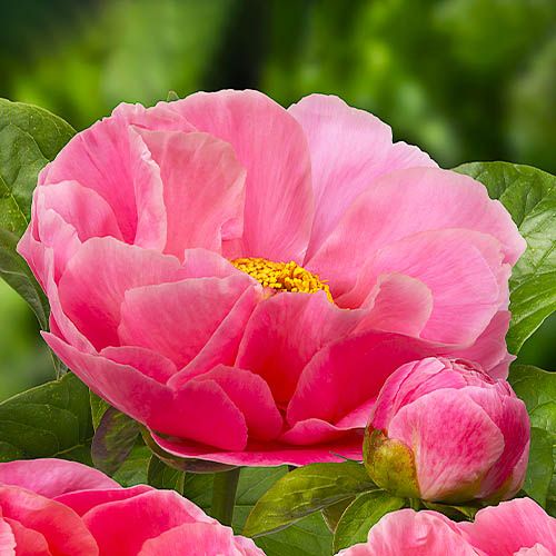Peony Salmon Dream - Peony Plants from Holland - Peonita