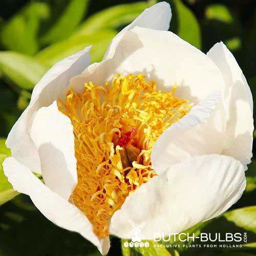 Peony Sanctus - Peony Plants from Holland - Peonita