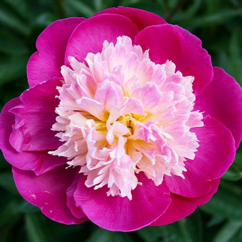 Peony Sante Fe - Peony Plants from Holland - Peonita