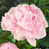 Pivoňka Sarah Bernhardt
