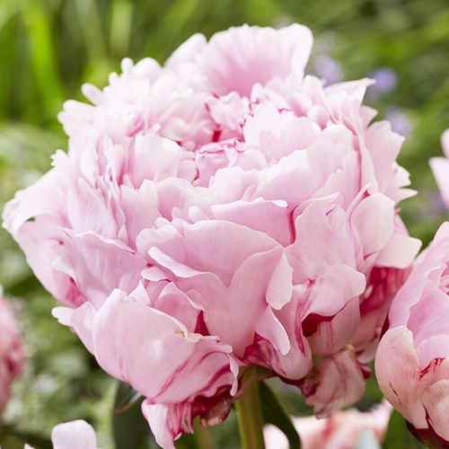 Peony Sarah Bernhardt Select - Peony Plants from Holland - Peonita