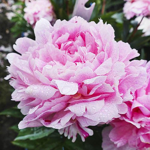 Peony Sarah Bernhardt Unique - Peony Plants from Holland - Peonita