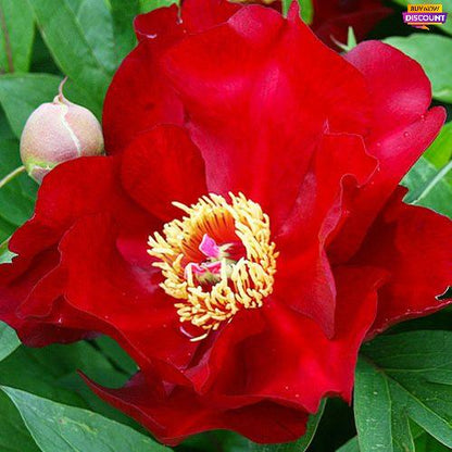 Peony Scarlet Heaven (ITOH ) - Peony Plants from Holland - Peonita