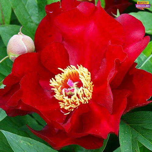 Peony Scarlet Heaven (ITOH ) - Peony Plants from Holland - Peonita