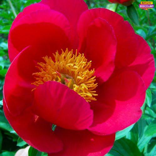 Peony Scarlet O'Hara - Peony Plants from Holland - Peonita