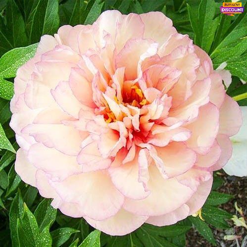 Peony Scrumdiddlyumptious (ITOH ) - Peony Plants from Holland - Peonita