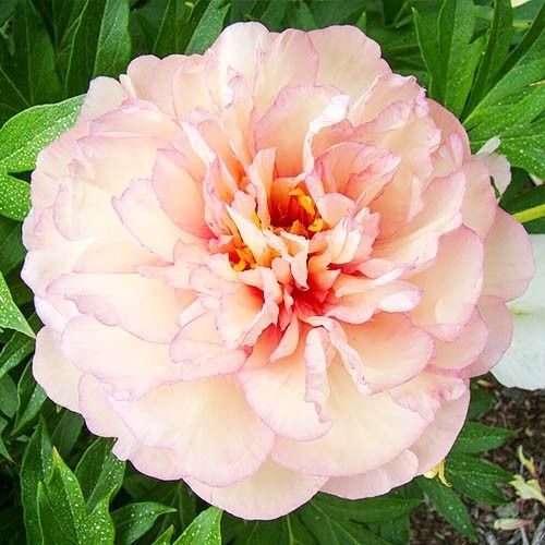 Peony Scrumdiddlyumptious (ITOH ) - Peonita