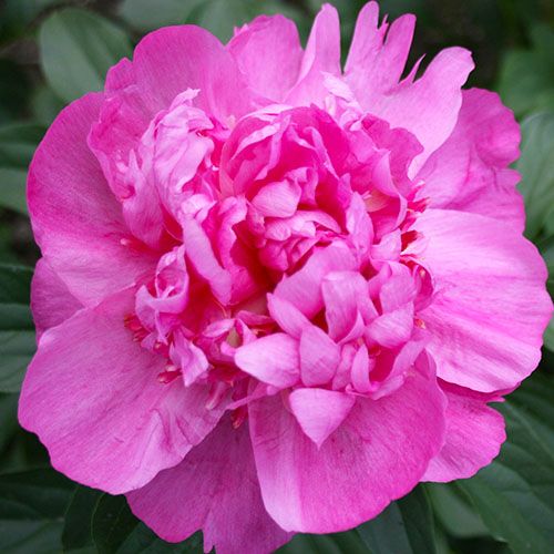Peony Sebastiaan Maas - Peony Plants from Holland - Peonita